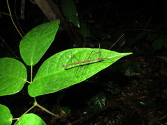 Ocnophiloidea regularis