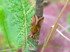 Autographa excelsa