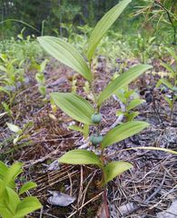 Polygonatum humile