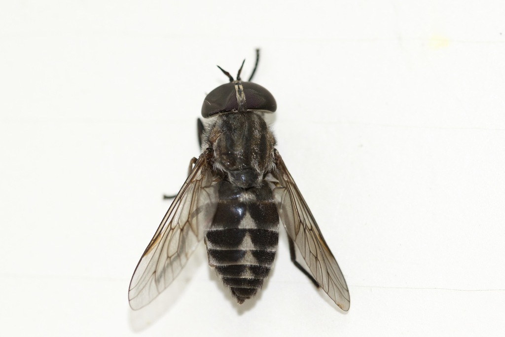 Tabanus nigripes
