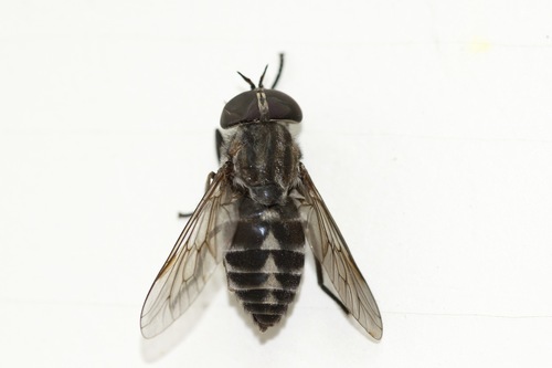 Tabanus nigripes