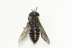 Tabanus nigripes