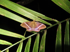 Hemeroblemma dolon
