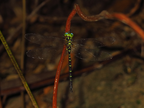 Planaeschna risi