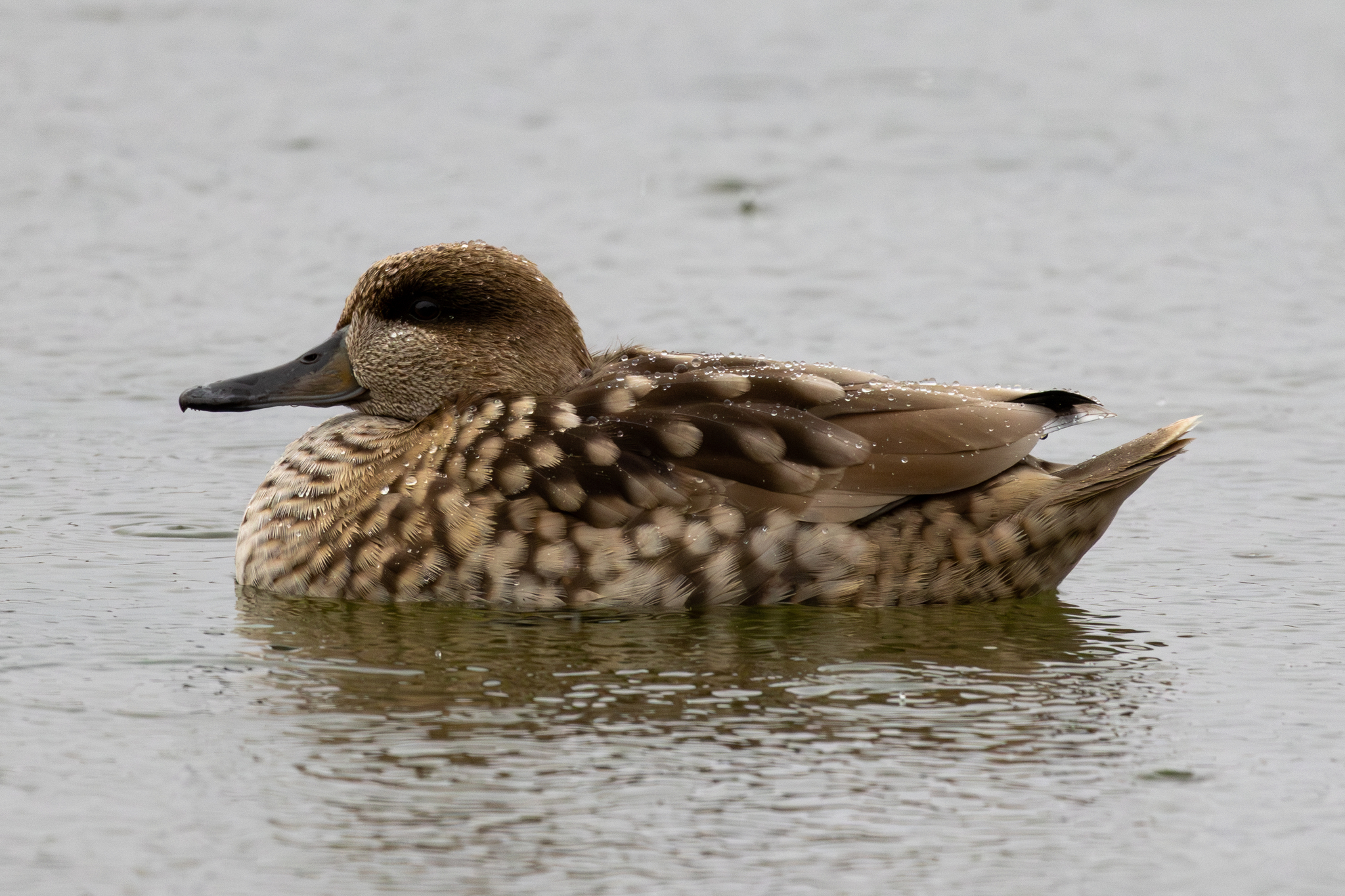 Marbled Duck (Marmaronetta angustirostris)