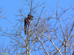 Callosciurus prevostii pluto