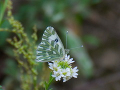 Pontia chloridice