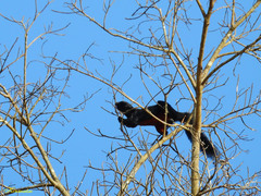 Callosciurus prevostii pluto