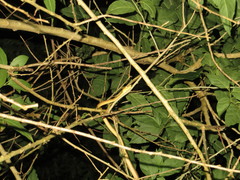 Corallus ruschenbergerii