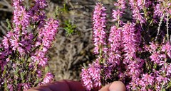 Erica inaequalis