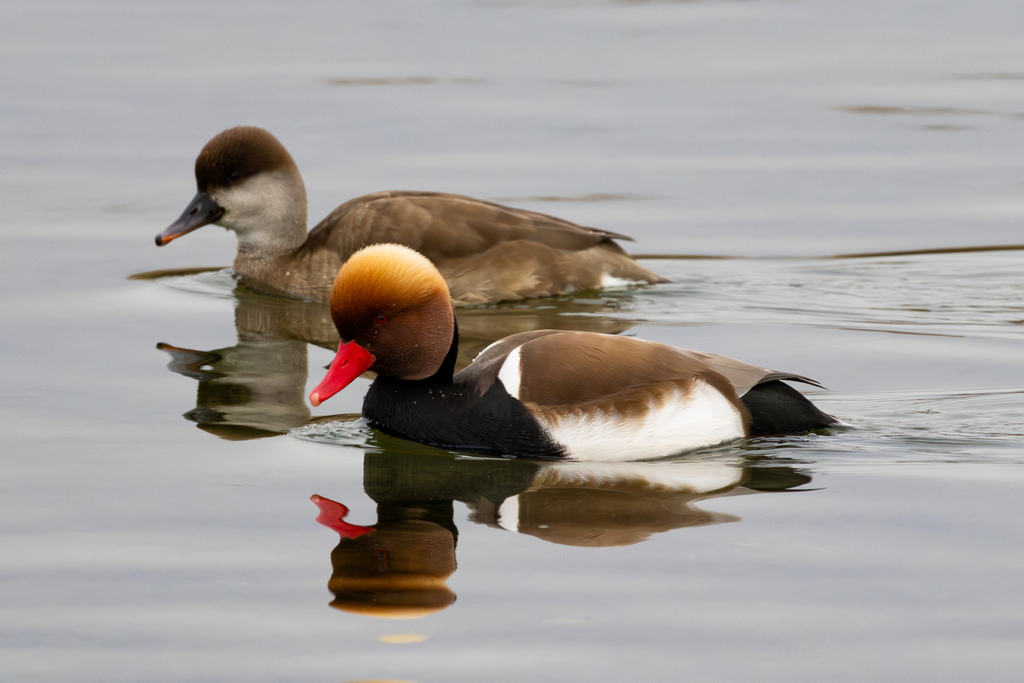 Red-crested Pochard (Netta rufina) photo