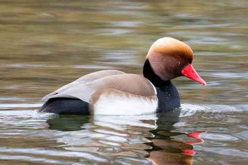 Red-crested Pochard