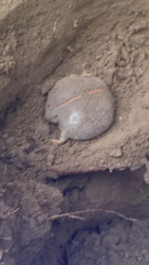 Rhinophrynus dorsalis