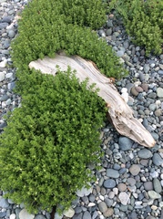 Honckenya peploides major