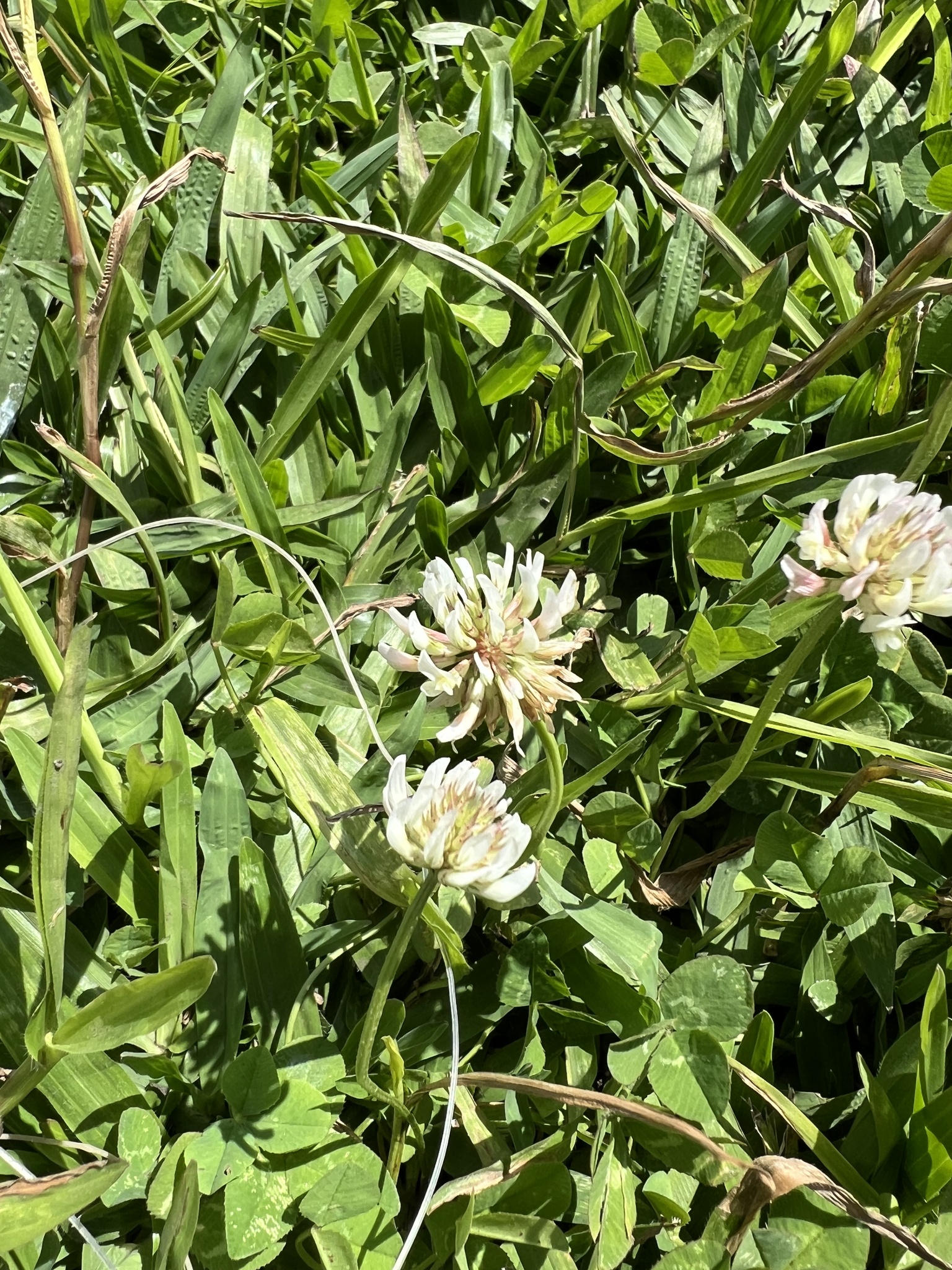Trifolium repens