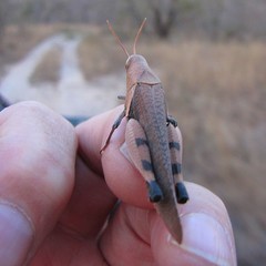 Oxycatantops adustus