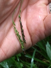 Carex gracillima