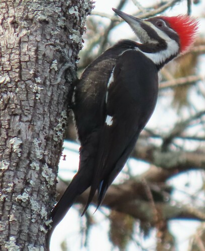 Pileated Woodpecker photographed in Florida