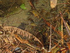 Gynacantha ryukyuensis