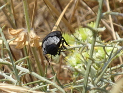 Capnodis tenebrionis