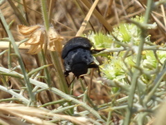 Capnodis tenebrionis