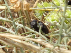 Capnodis tenebrionis