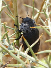 Capnodis tenebrionis