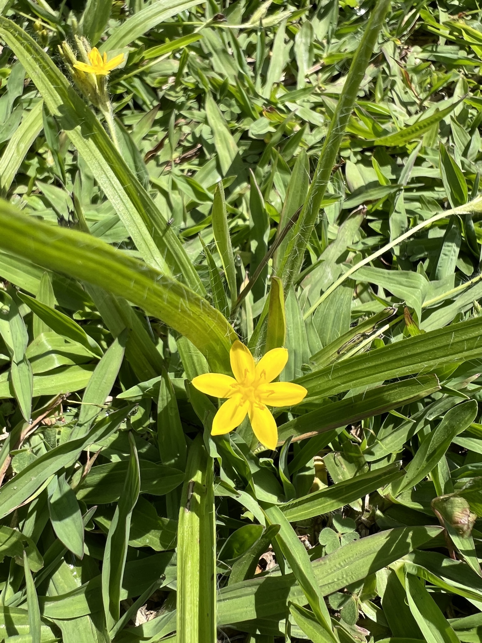 Hypoxis decumbens