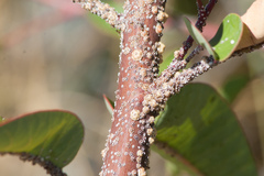 Ceroplastes cirripediformis