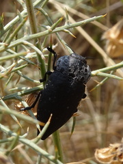 Capnodis tenebrionis