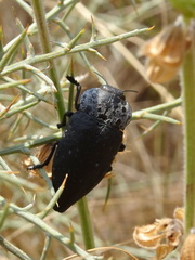 Capnodis tenebrionis