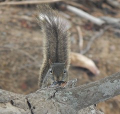 Sciurus aestuans ingrami