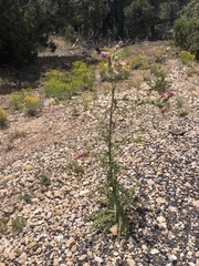 Cirsium arizonicum