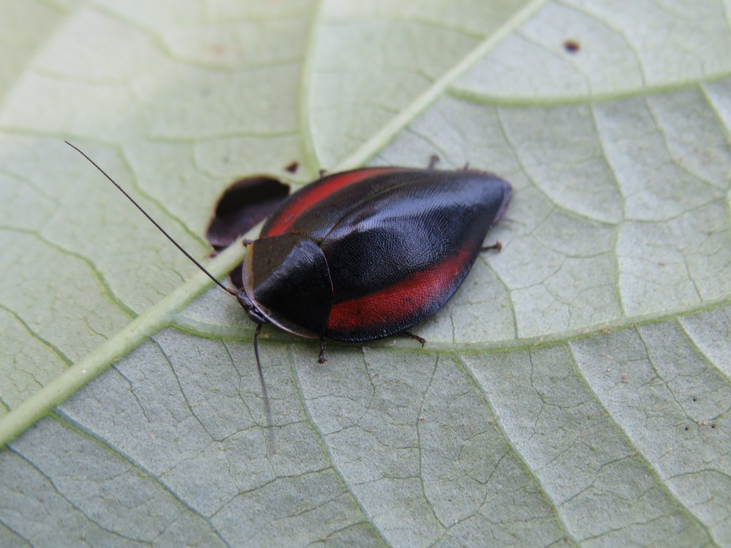 Phoraspis picta