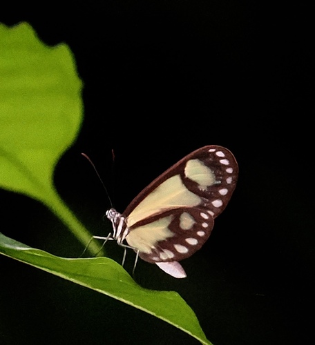 Napeogenes pharo