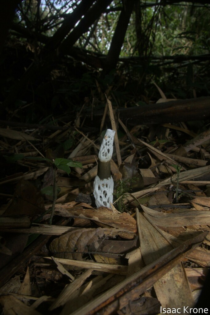 Staheliomyces cinctus