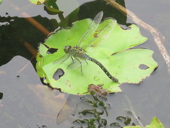 Anax panybeus