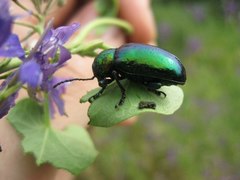 Chrysochares asiaticus