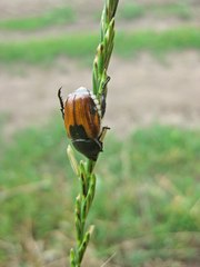 Anisoplia austriaca