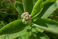 Asclepias syriaca × sullivantii
