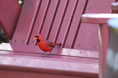 Northern Cardinal photographed in Florida