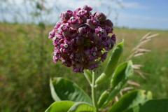Asclepias syriaca × sullivantii