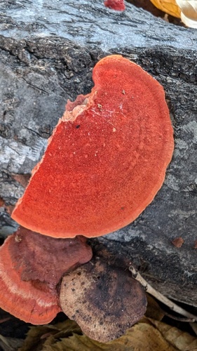 Trametes coccinea