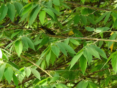 Dicaeum chrysorrheum