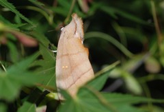 Euhampsonia cristata