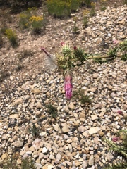 Cirsium arizonicum