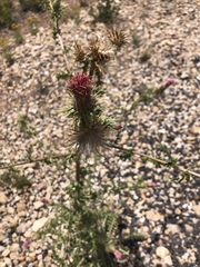 Cirsium arizonicum