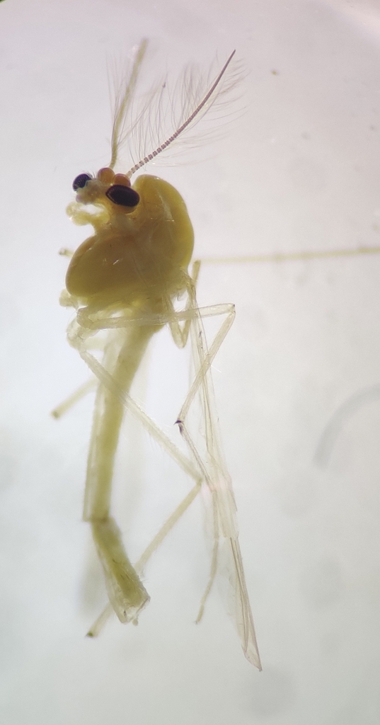 Tanytarsus mendax