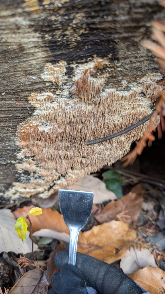 Radulomyces copelandii · December 2024 · photo: © atsushi_nakajima_cirque (iNaturalist, cc-by)