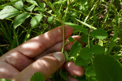 Rosa × medioccidentis